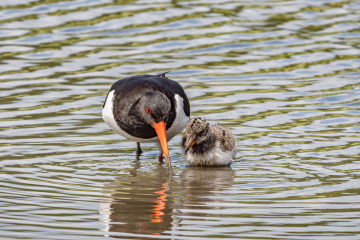 BLOG oystercatcher with chick.jpg